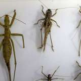 Tra quest�ultime spicca la Saga pedo, meglio nota come �cavalletta gigante europea�, rinvenuta nei pressi di Minervino, Cassano e Altamura. � un insetto raro, inserito nelle cosiddette �liste rosse�: cataloghi che riportano le specie a rischio di estinzione